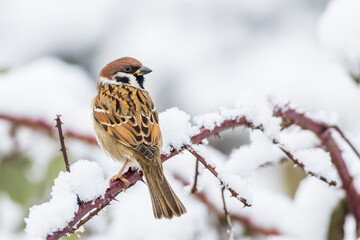 Feldsperling (Passer montanus)