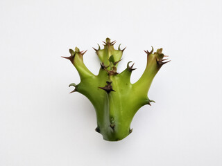 Top part of Malayan Spurge Tree (Euphorbia antiquorum L.) on white background.