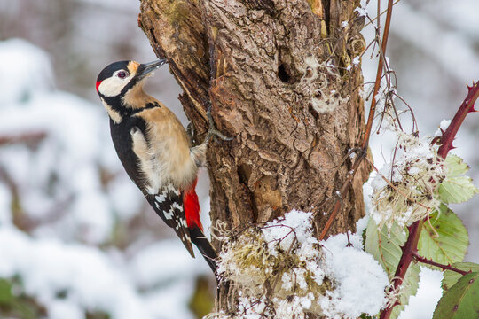 Buntspecht (Dendrocopos major) M&auml;nnchen