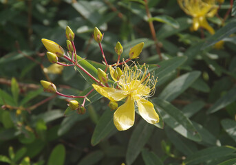 Various flowers that grow in Berastagi, North Sumatera, Indonesia