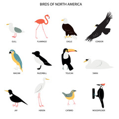 Fototapeta premium Illustration with birds of North America - gull, flamingo, eagle, condor, macaw, razorbill, jay, heron, toucan, swan, catbird, woodpecker.