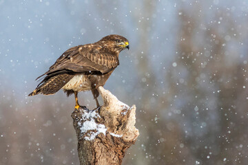 Mäusebussard (Buteo buteo)