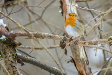 Rotkehlchen (Erithacus rubecula)