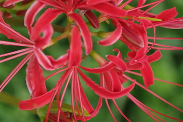 red and yellow flower spider lily
