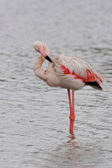 Obraz premium Greater Flamingo, Phoenicopterus roseus, preening