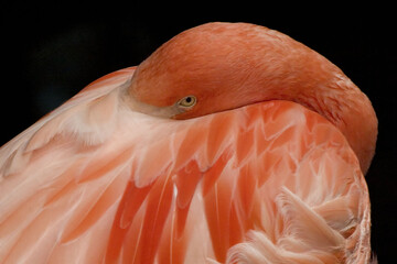 American or Caribbean Flamingo, Phoenicopterus ruber, relaxing