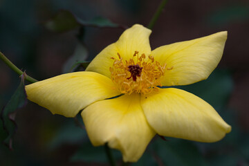 Fototapeta na wymiar yellow rose close up