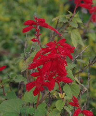 Various flowers that grow in Berastagi, North Sumatera, Indonesia