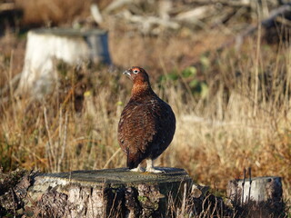 male red grouse (Lagopus scotica)