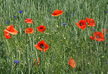 Red poppy among the field grasses in summer. Beautiful wildflowers. Untouched nature.