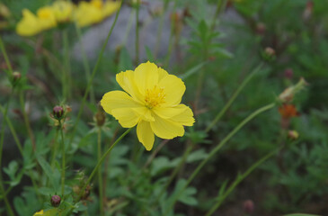 Various flowers that grow in Berastagi, North Sumatera, Indonesia