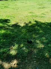 green grass field with black rabbit