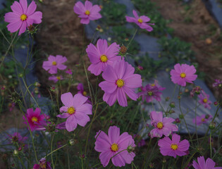Various flowers that grow in Berastagi, North Sumatera, Indonesia