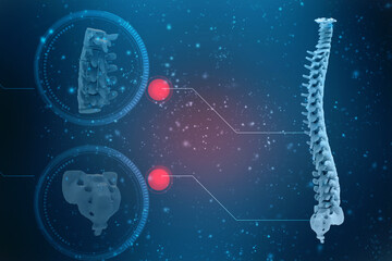 3d illustration human vertebral column