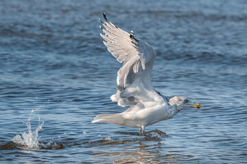 Startende Möwe im Wasser