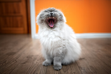 funny fluffy cat sitting on the floor yawning, showing teeth