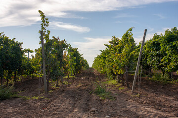Obraz premium Slender rows of vines extend into the sky to the horizon. Grape trellis, perspective view. Rows of grapes in the evening sun. The vines run in rows to the horizon