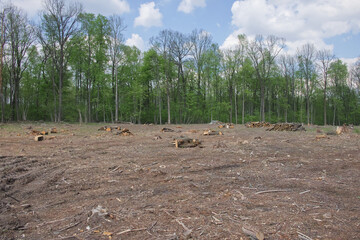 Felling site in the forest. Forest clearing. Wood harvesting.