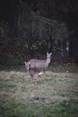 deer in the forest