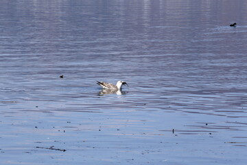 魚をくわえたカモメ