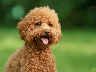 small chocolate poodle on the grass. Pet in nature. Cute dog like a toy 