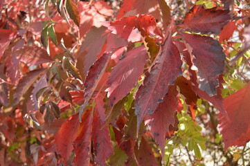 Flores rojas en planta en naturaleza 