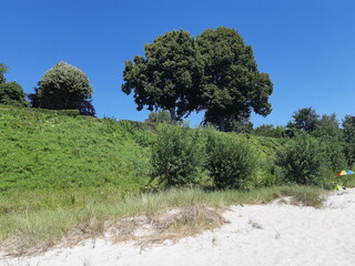 Blick vom Strand der Lübecker Bucht auf Bäume