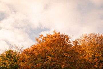 Herbst Baum 
