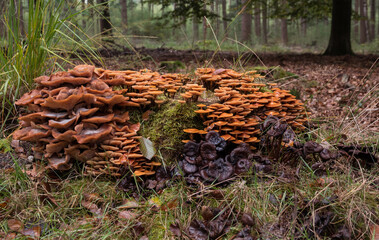 group of fungi in the forest during autum