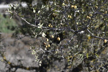 tree branch with lives and berries