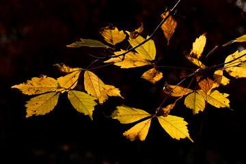 晩秋の森の風景。黄葉した葉。　11月