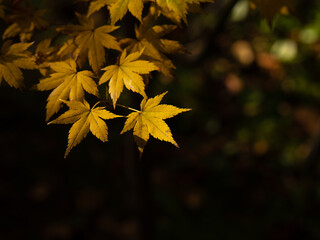 美しく色づいたモミジの葉　11月