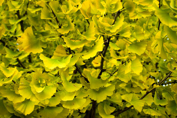 Gingko Blätter gelb