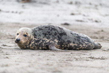 Phoca vitulina - Harbor Seal - on the beach and in the sea on the island of Dune in Germany. Wild foto.