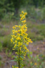 European goldenrod (Solidago virgaurea) flowering