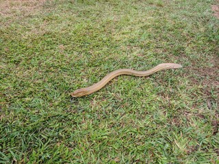 snake in the grass