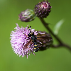 Thick-headed fliy Conops flavipes on flower of Creeping thistle