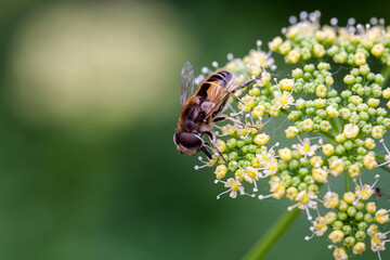 Male hoverfly Eristalis arbustorum
