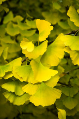 Gingko Blätter gelb