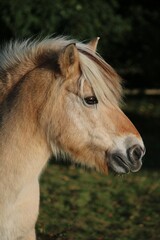Obraz premium beautiful head portrait from a fjord hors on the paddock