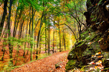 wanderweg in dem Wald mit einem Felsen an der Seite