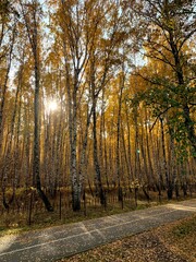 Obraz premium autumn in the park