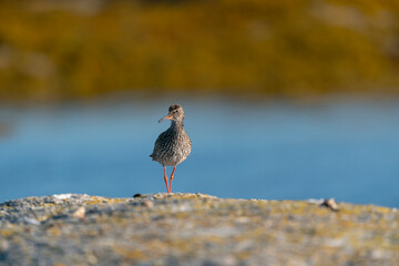 The common redshank or simply redshank (Tringa totanus)
