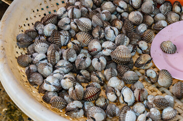 Cockle in the basket at fresh market of thailand.Cockle, also called heart clam, any of the approximately 250 species of marine bivalve mollusks, or clams.