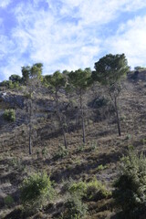 mountains hills rock landscape view with pine forest blue sky and clouds 