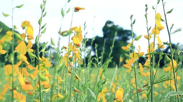 Yellow flowers sway when it was blown by the wind.