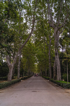 beautiful long tree line in Parque de Maria Luisa