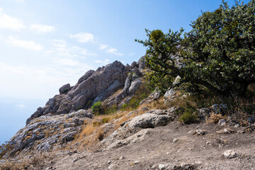 Bush at the top of mount Ilyas Kaya, near the village of Laspi, Republic of Crimea, Russia. A clear, Sunny day on September 25, 2020
