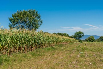 Obraz premium Natural green field with trees and pastures at summer sunny day