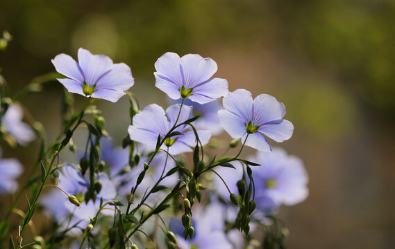 flax flowers